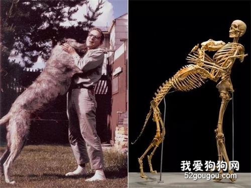 <b>著名人类学家最后的遗愿：如果我的狗狗死去，请让它和我在一起……</b>