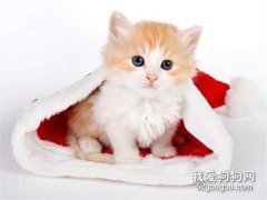 <b>怎么买到健康小猫 要注意挑选哦</b>