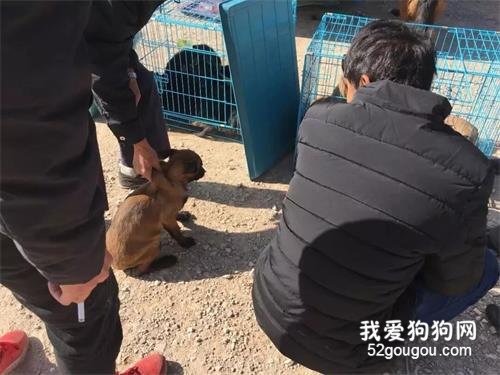 <b>马犬400块钱被主人卖给狗贩，最后的动作感动了所有人</b>