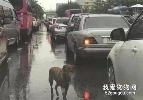 <b>狗狗冒雨扒车，受尽白眼，只为寻找自己的主人</b>