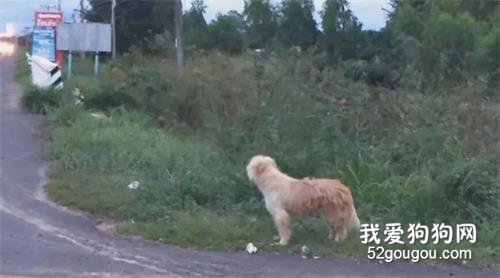 <b>狗狗在公路边苦等主人四年，终于等到的那天，它却不跟主人走了……</b>