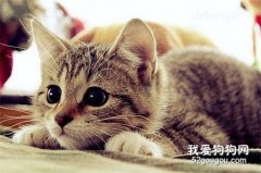 <b>猫的习性有哪些?</b>