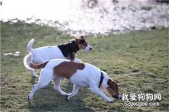 <b>狗狗丢失28小时生死未卜，大家纷纷伸出援手</b>