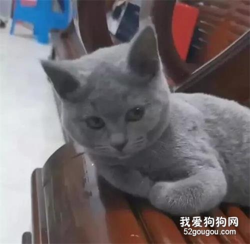 <b>网友雨天捡到小流浪猫，照顾半年后发现不对，网友：好心有好</b>