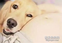 <b>狗狗被主人无情抛弃，最后却在车祸中救出了主人...</b>