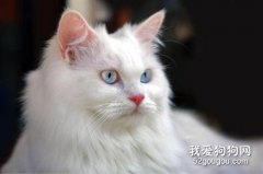 安哥拉猫有什么特征?