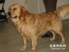 <b>牧羊犬被送人后独自流浪12天，走了389公里回家找主人</b>