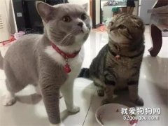 <b>灰喵把碗里的都吃完了，一旁狸花猫的表情亮了....</b>