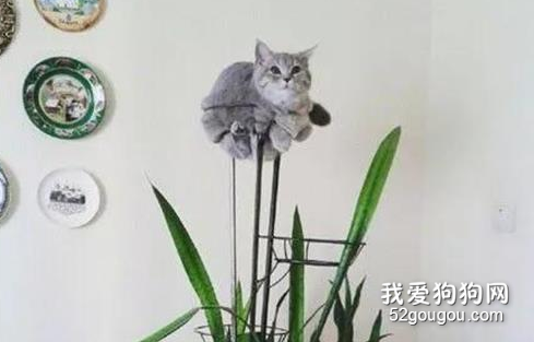 网友家的猫树终于开猫了...