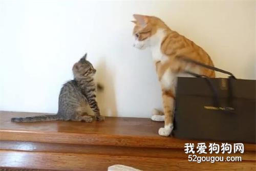 <b>橘猫经常欺负小猫咪，结果小猫咪长大后，吓得它都不敢动了！</b>