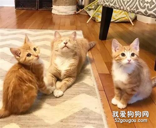 <b>孝顺的橘猫兄弟，被人收养后，带着自己失明的母亲回家吃饭</b>