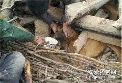 <b>家中失火，8个月大斗牛犬救出7个月女婴…</b>