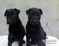 黑狼犬幼犬挑选怎么挑选？