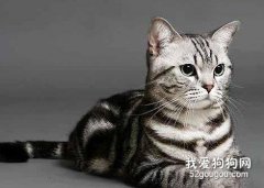 猫吐黄水吃什么药 要根据情况而定