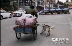 <b>老人没力气骑拉满货物的三轮车上坡，狗狗拼尽力气把人和车一起拽了上去..</b>