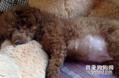 泰迪怀孕吃什么 泰迪犬怀孕后要怎么喂养