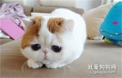 加菲猫总是流眼泪怎么办 加菲猫流眼泪解决办法