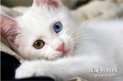 <b>波斯猫拉肚子的原因与对应治疗方法</b>