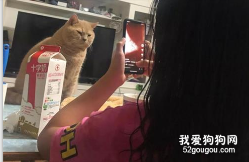 <b>猫猫以为主人在帮它拍照，一动都不敢动，结果……</b>