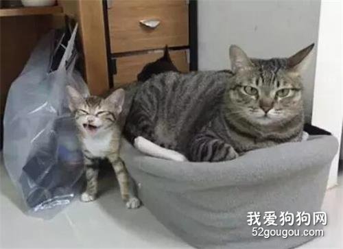 <b>主人给小猫买了个窝，结果被两个大猫占领，小猫：铲屎的你管管它</b>