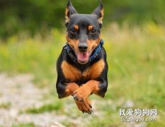 杜宾犬耳螨症状和治疗方法