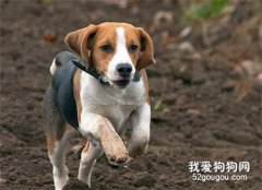 比格犬拉稀怎么治疗?