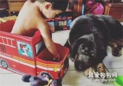 <b>獒犬遭遗弃暴瘦60斤，被收养后拒绝吃饭，直到他出现！</b>