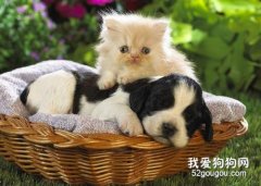 <b>狗狗能和猫咪一起饲养吗?</b>