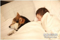 <b>狗狗和人一起睡觉需要注意什么问题？</b>