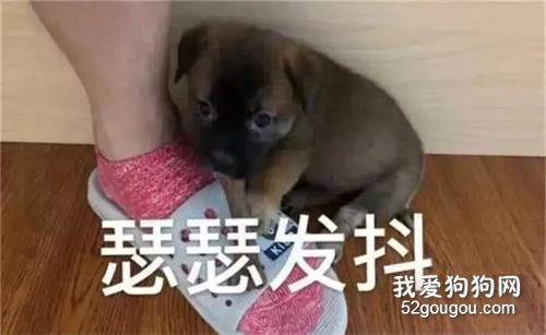 <b>养一只田园犬的感受：小时候很萌，黏人，不挑食，乖巧</b>