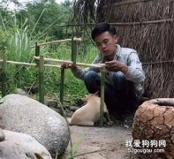 <b>担心爱犬被晒网友给它搭了个窝，结果看到搭好的小窝后，笑喷了！</b>