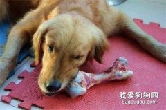 <b>能给狗狗吃生肉吗？</b>