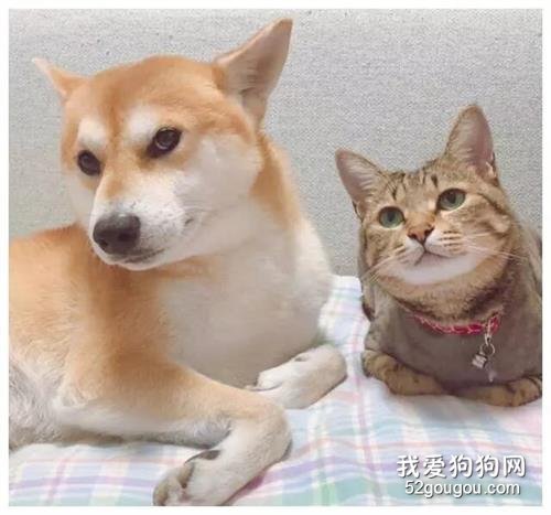 狗狗陪小奶猫长大，长大后小可爱成了小冤家