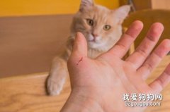 <b>被猫抓伤怎么治疗 猫咪抓伤治疗方法</b>