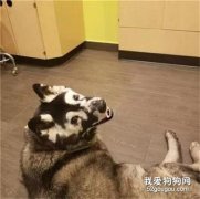 <b>秋田犬脸上长出“画面具”，这是一种能夺走它生命的病！</b>