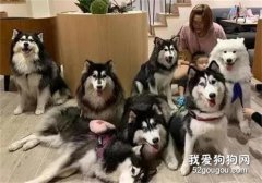 <b>给7只雪橇犬和小宝宝拍照，场面一片混乱不忍直视！</b>