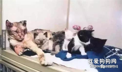 <b>流浪猫5次冲进大火，当看到它叼出的东西，大家忍不住落泪了！</b>