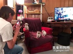 <b>主人给小猫们拍照，它们很配合，居然还会笑，网友：没理由不爱！</b>