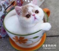 宠物猫咪的肚子发胀会是什么原因