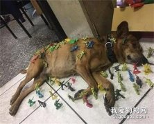 <b>狗子睡到一半被几十个士兵包围，它的眼神死得很彻底：玩够没？</b>