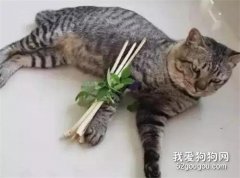 小猫咪不小心摔断腿，主人做了一副拐杖