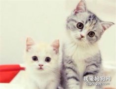 宠物猫咪平常容易患上哪些疾病?