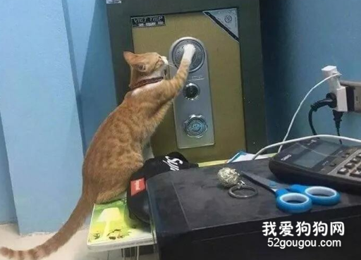 <b>好好的一只猫，非要去破解保险柜密码，结果被抓了…</b>