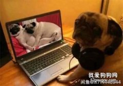 <b>双头犬、喷火犬、狗头人……还有什么是闲鱼不敢卖的？</b>