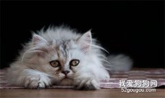 塞尔凯克卷毛猫得了垂体肿瘤怎么办?