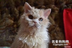 塞尔凯克卷毛猫有牙结石怎么办 牙结石治疗方法