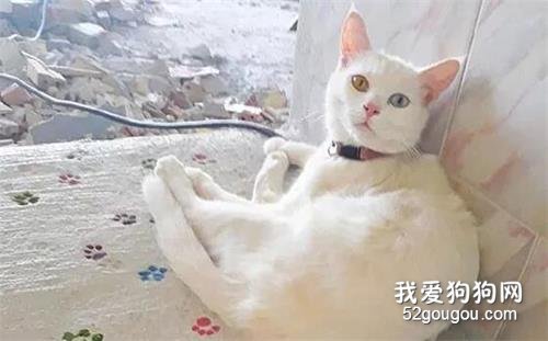 <b>水泥未干，就被猫踩得到处都是脚印，于是想了这么个办法</b>