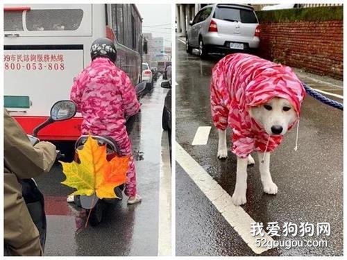 <b>偶遇路人竟然和爱犬穿情侣装，这是地下恋情曝光了？</b>