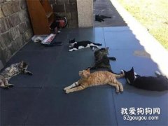 <b>网友喂了一只流浪猫，第二天门口就看到这一幕，让她好怕怕！</b>