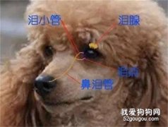 狗狗泪管堵塞的症状和防治措施